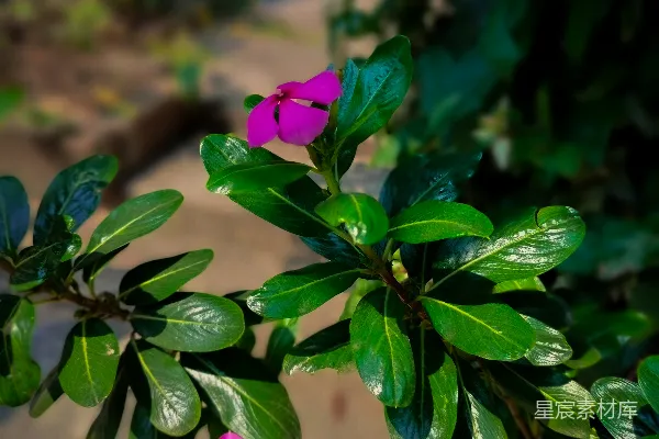 高清摄影 夏日绿意盎然的长春花