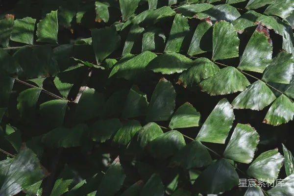 高清摄影 热带植物的叶子