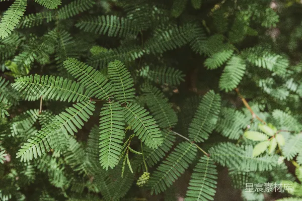高清摄影 绿叶细长植物特写