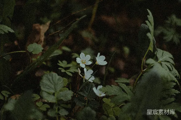 高清摄影 森林中的白花