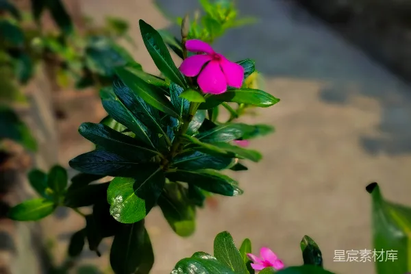 高清摄影 粉红色的长春花