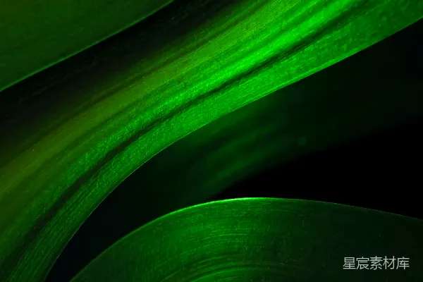 高清摄影 幽暗中的绿色植物叶片