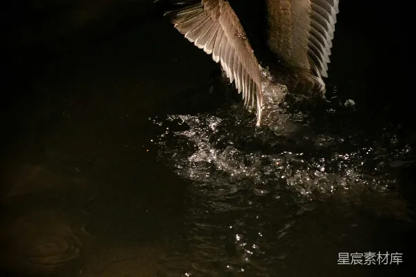 高清摄影 夜色中的飞翔