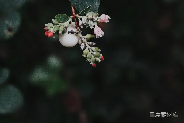 高清摄影 自然中的果实与叶片