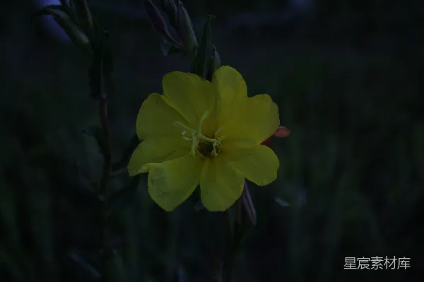 高清摄影 黄昏中的黄色花朵