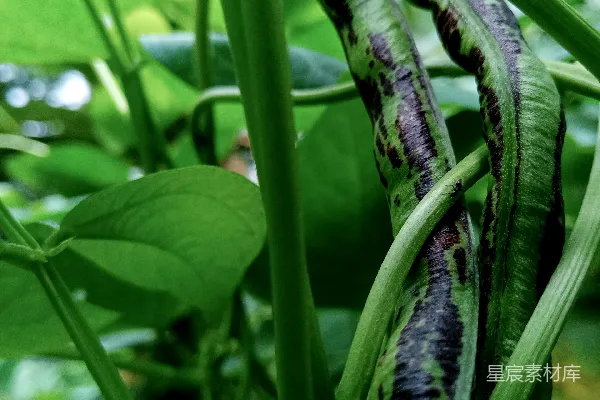 高清摄影 绿色植物上的黑色条纹