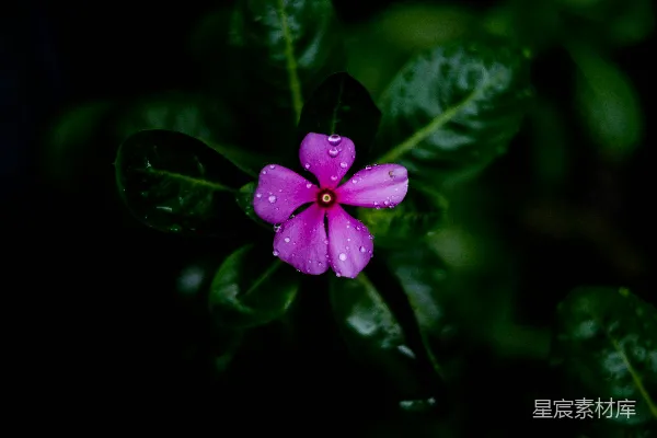高清摄影 雨后绽放的紫色花朵