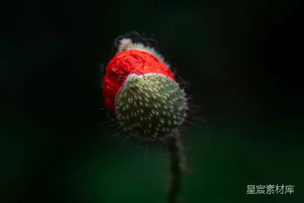 高清摄影 静谧的罂粟花蕾