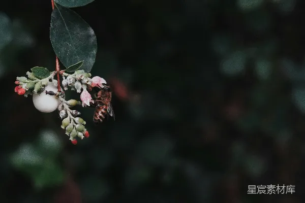 高清摄影 蜜蜂与浆果