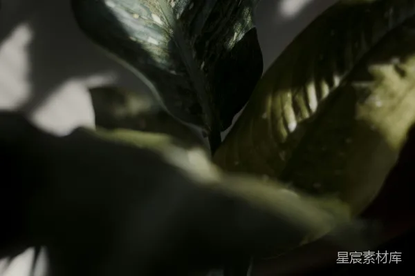 高清摄影 光影下的植物特写