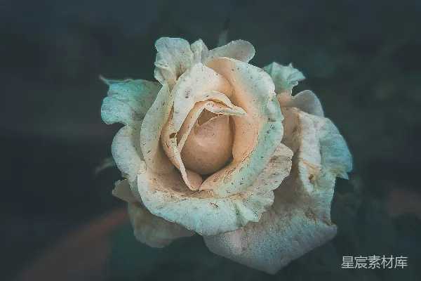高清摄影 凋零的玫瑰