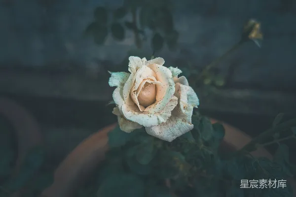 高清摄影 凋零的玫瑰花特写
