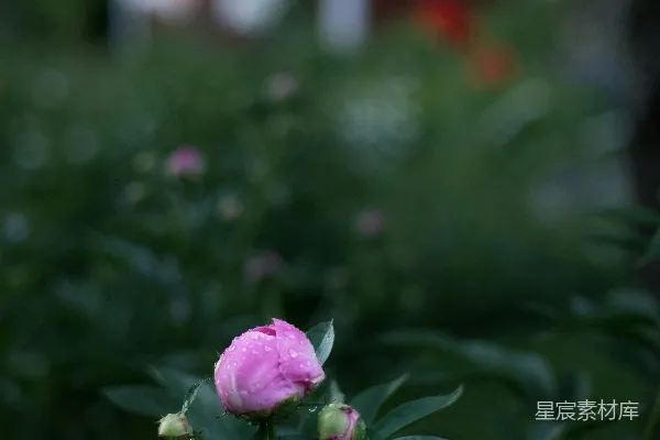 高清摄影 雨后牡丹