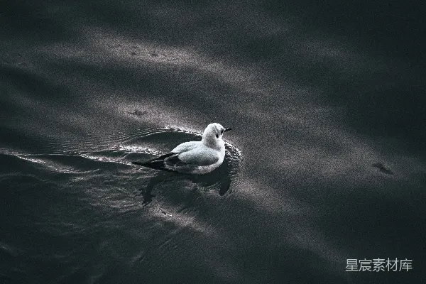 高清摄影 黑白中的宁静