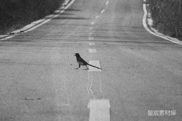 高清摄影 孤独的鸟在空旷的道路上