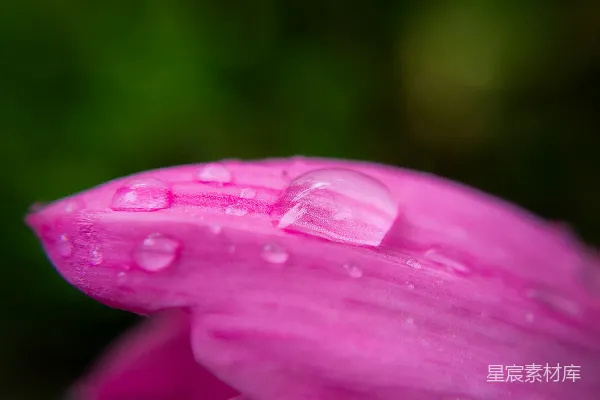 高清摄影 粉红花瓣上的雨滴