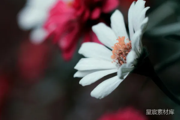 高清摄影 白花与红花的对比
