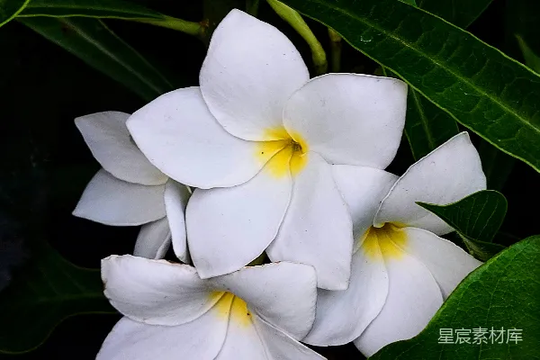 高清摄影 纯洁的白花与绿叶