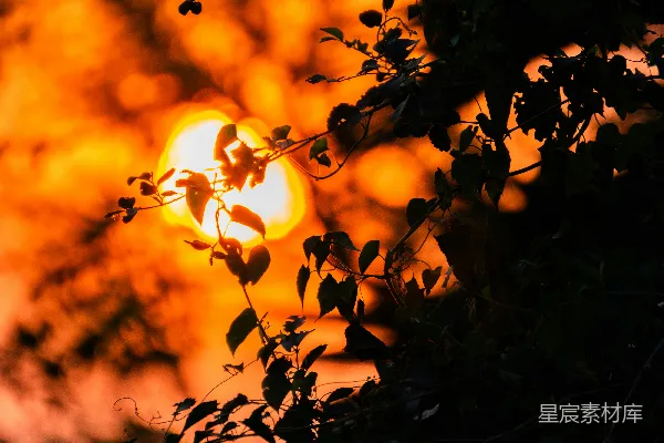 高清摄影 夕阳透过树叶的剪影