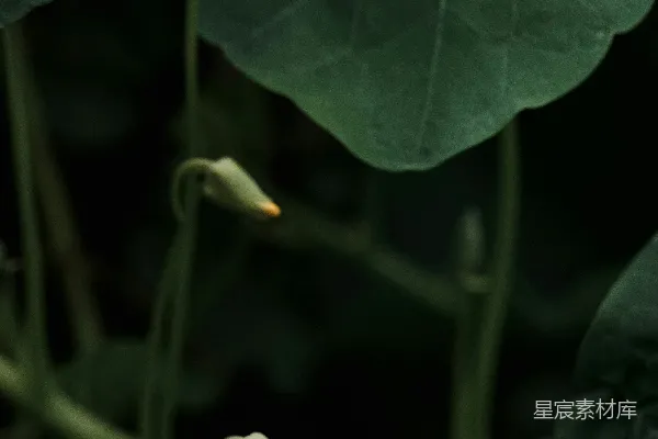 高清摄影 静谧的花蕾与深绿的叶子