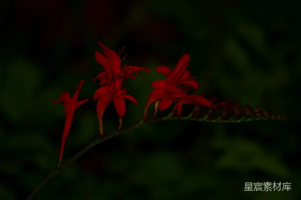 高清摄影 暗夜中的红色花朵
