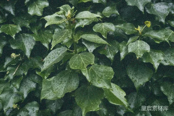 高清摄影 雨后绿叶