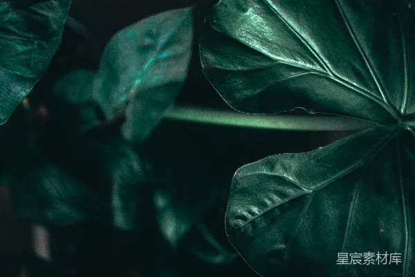 高清摄影 深邃的绿色植物叶片