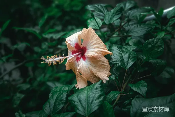 高清摄影 热带风情的朱槿花