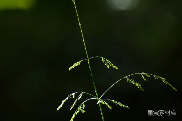 高清摄影 晨露中的草