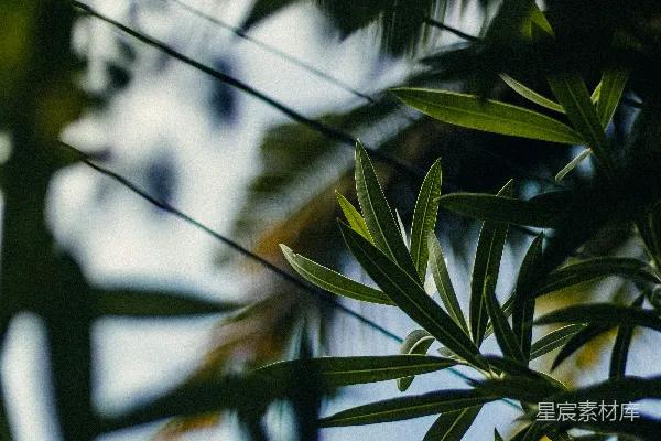 高清摄影 绿叶与模糊背景的自然之美