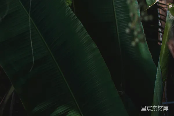高清摄影 热带雨林中的香蕉叶