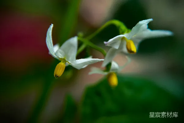 高清摄影 微距视角下的白色花朵