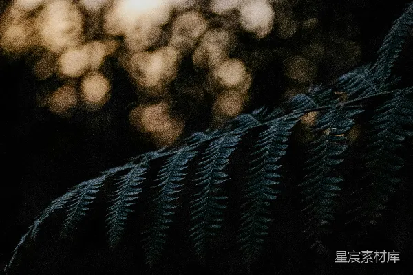 高清摄影 夜色中的蕨叶