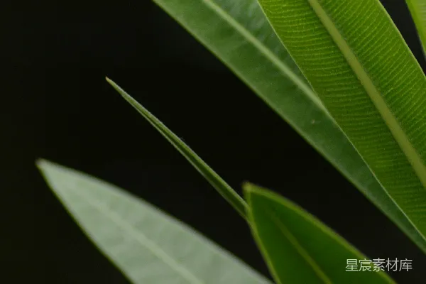 高清摄影 绿色植物的自然之美