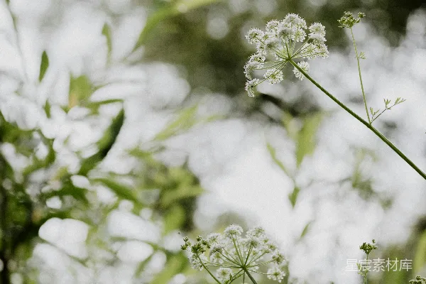 高清摄影 宁静自然中的白色花朵