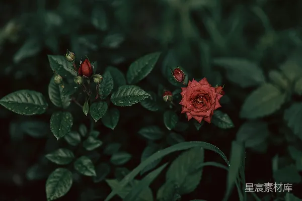 高清摄影 晨露中的玫瑰