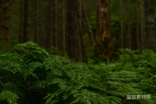 高清摄影 雨后森林的清新绿意