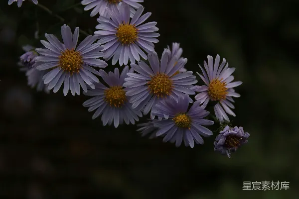 高清摄影 紫色雏菊的静谧时刻