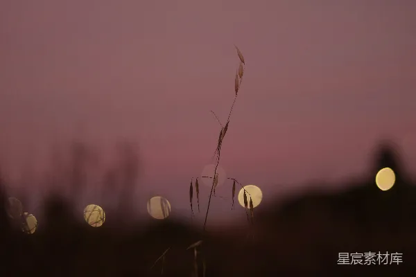 高清摄影 夕阳下的麦穗