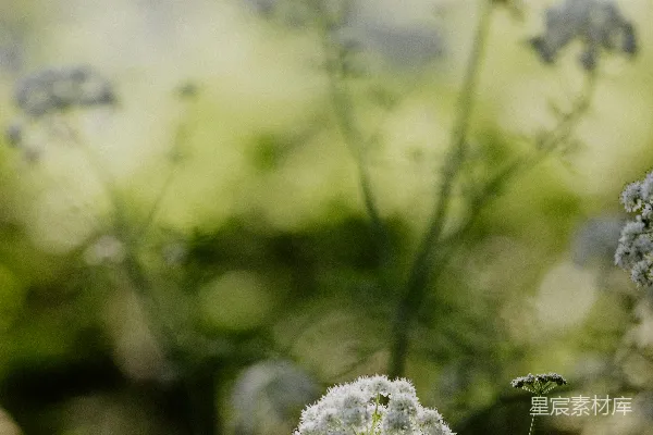 高清摄影 雾中的白花