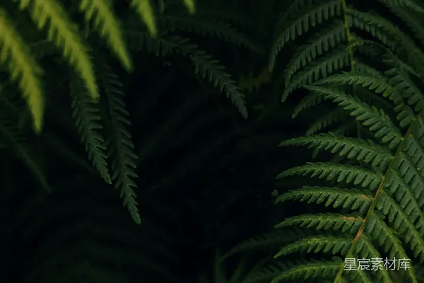 高清摄影 绿意盎然的蕨类植物