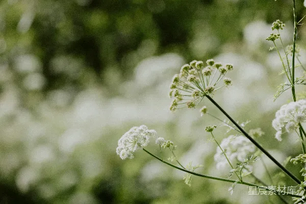高清摄影 夏日田野中的白色花朵