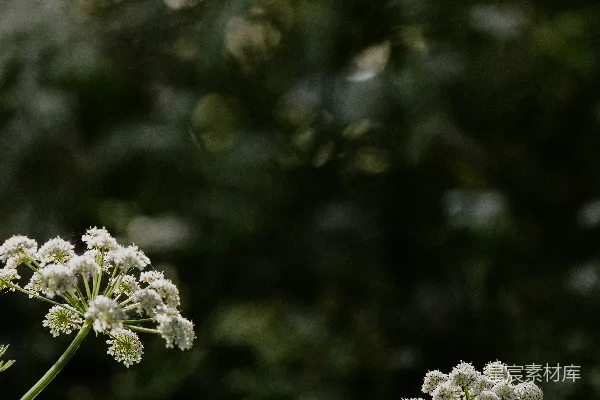 高清摄影 清新的自然花卉