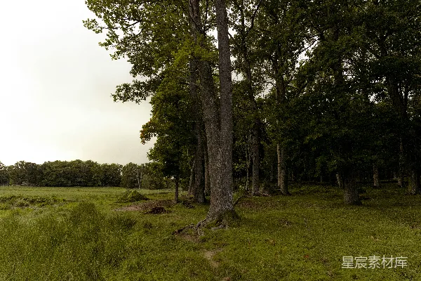 高清摄影 宁静的森林晨景