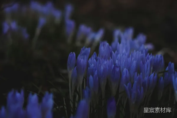 高清摄影 紫色花朵在黑暗中的优雅