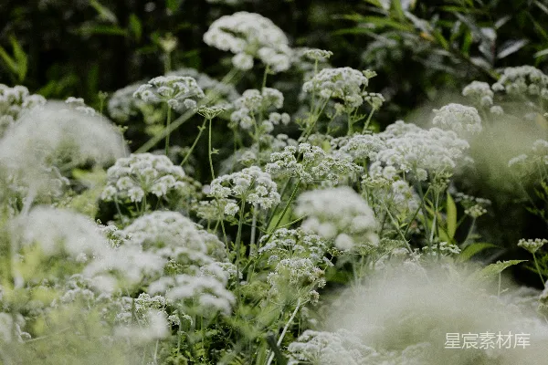 高清摄影 白色花朵的自然美景