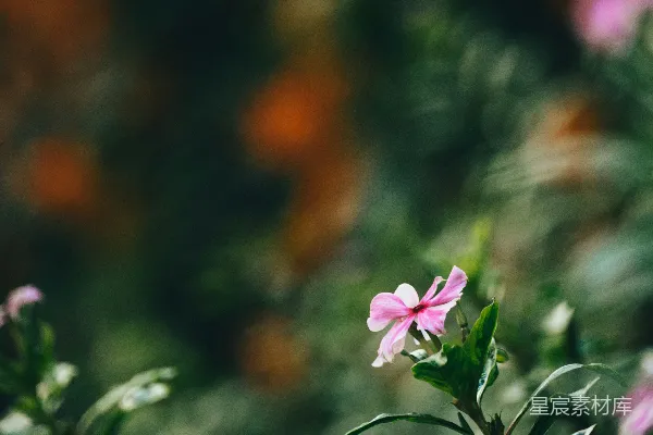 高清摄影 粉红花苞的静谧时刻