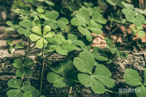 高清摄影 生机勃勃的三叶草