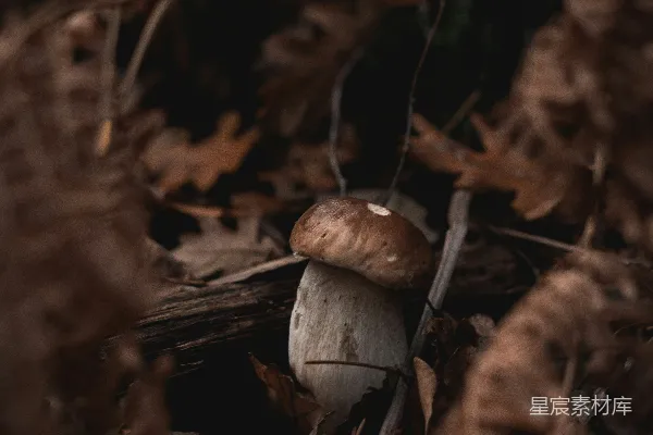 高清摄影 森林中的蘑菇