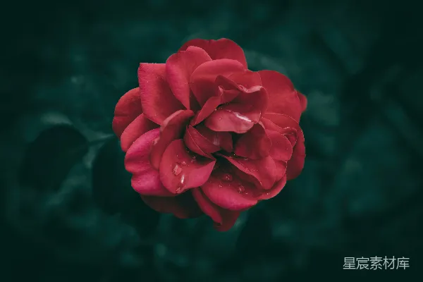 高清摄影 晨露中的红玫瑰